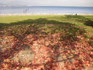 今日の打出浜 2009.12.14