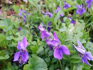 菫の花咲く頃