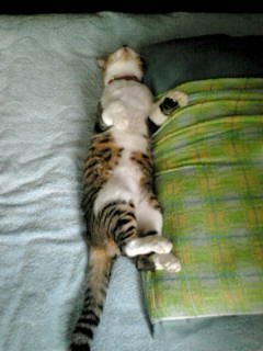 こごま便り 11