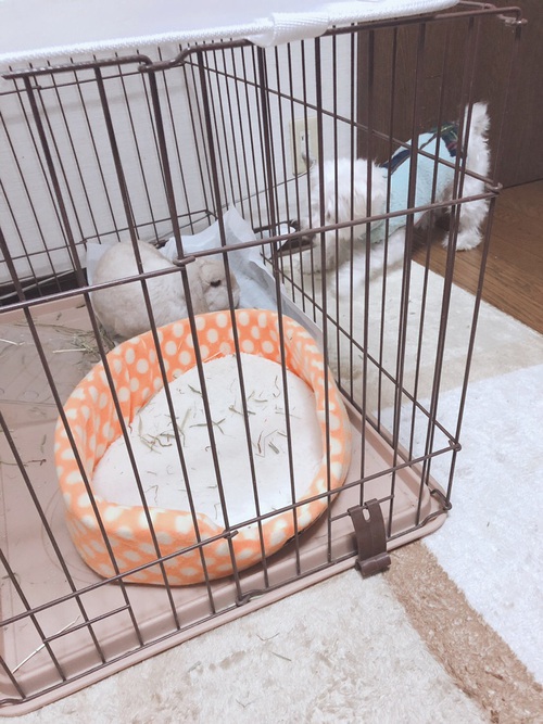 長男ときなこ♀( *´艸`) 長男ときなこ♀( *´艸`)