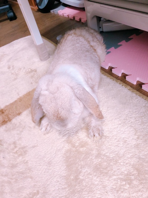 長男ときなこ♀( *´艸`) 長男ときなこ♀( *´艸`)