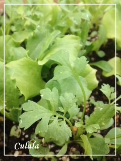 収穫野菜で スタミナ料理 ♪