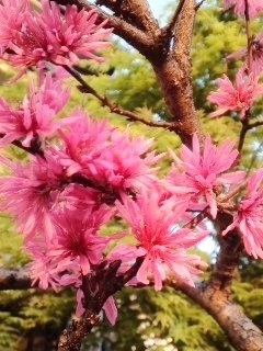 “ 菊桃 ” に気づかされる ・・・ の巻 ♪ “ 菊桃 ” に気づかされる ・・・ の巻 ♪