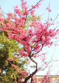 “ 菊桃 ” に気づかされる ・・・ の巻 ♪ “ 菊桃 ” に気づかされる ・・・ の巻 ♪
