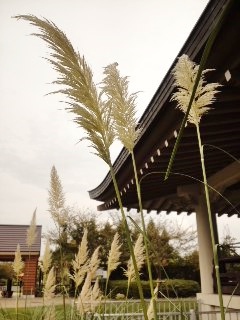 湖畔で ・・・ ♪♫♪ 湖畔で ・・・ ♪♫♪