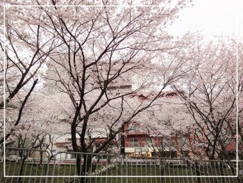 納品 と お花見ドライブ ✿ 納品 と お花見ドライブ ✿