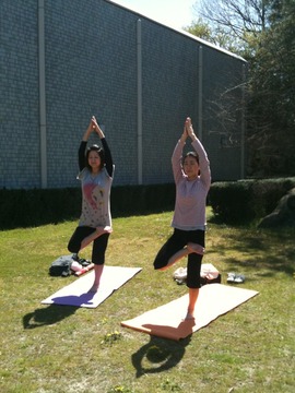 たくさんのtree pose