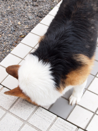 しもたーー