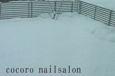 またまた雪ですね!