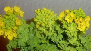 新色入荷~春色。