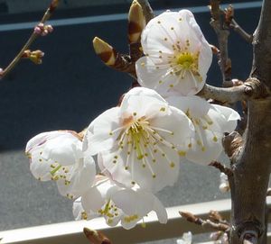 桜ネイル。