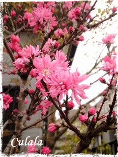 菊桃に癒されて…♪