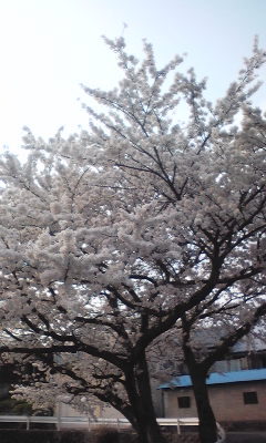 桜。 桜。