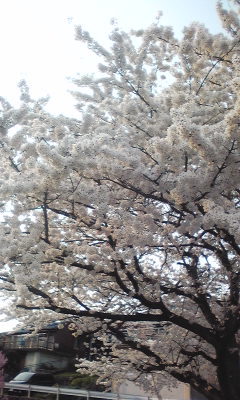 桜。 桜。