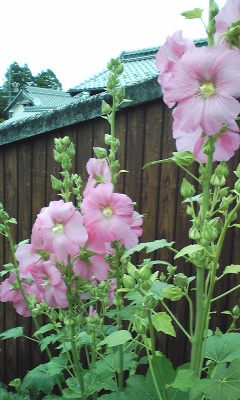 雨のち曇り。 雨のち曇り。