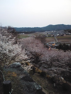 昨日のサクラ。