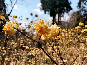 mitumatanohana mitumatanohana