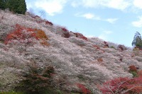四季桜・紅葉