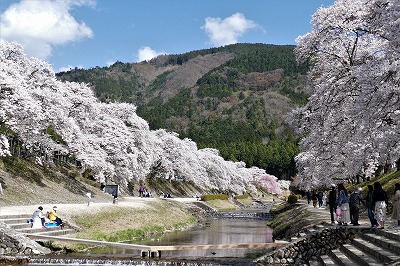 うぐい川の桜