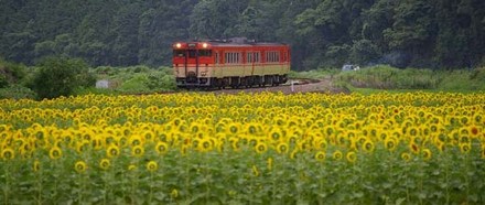 ひまわり。