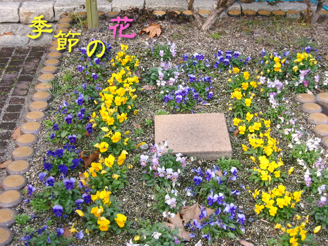 一月に咲く花一覧