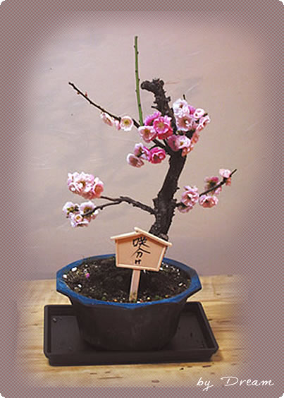 まもなく始まり始まり~坂本盆梅展