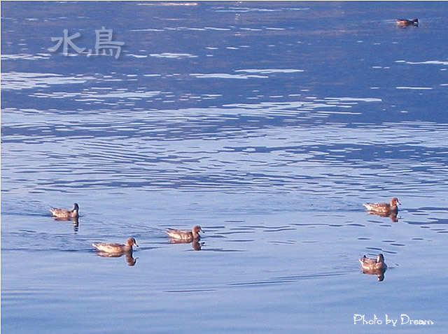 Photo 水鳥