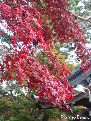 Photo もみじ