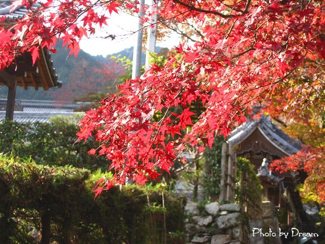 Photo もみじ