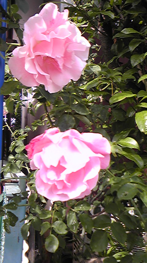 薔薇が咲いた