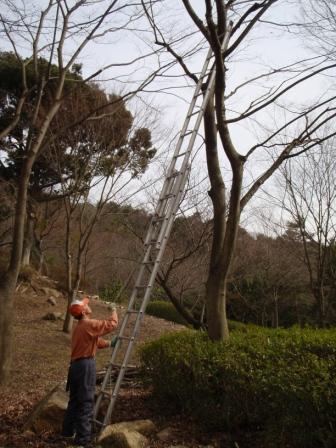 ハシゴを制する者は剪定(せんてい)を制する!