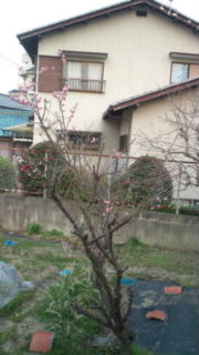 春は、そこまで…