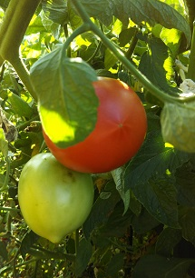 茄子とトマト