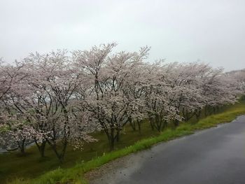 春爛漫～(^-^)/