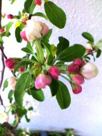 林檎の花咲いた♪