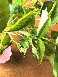 薔薇まだかな〜?