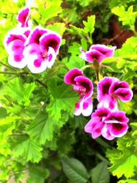 薔薇まだかな〜?