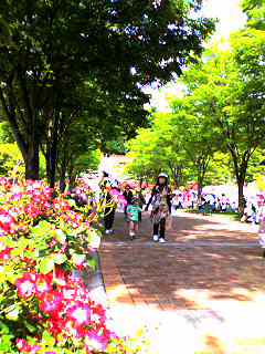バラのパラダイスにて♪