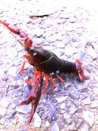 ザリガニ釣り