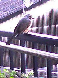 百舌鳥のお食事タイム