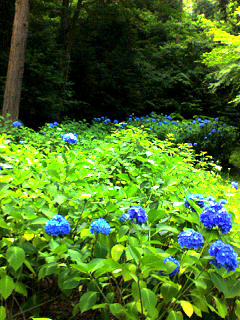 花緑公園散策