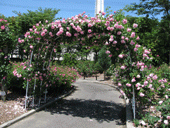 守山バラ・ハーブ園