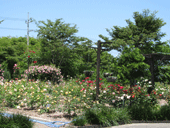 守山バラ・ハーブ園