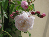 フローラ開花♪