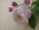 フローラ開花♪
