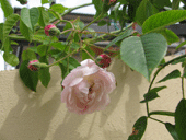 フローラ開花♪