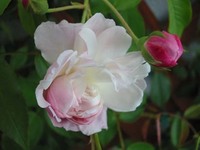 薔薇盛り!