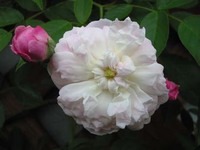 薔薇盛り!