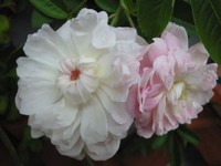 薔薇盛り!