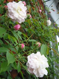 薔薇盛り!